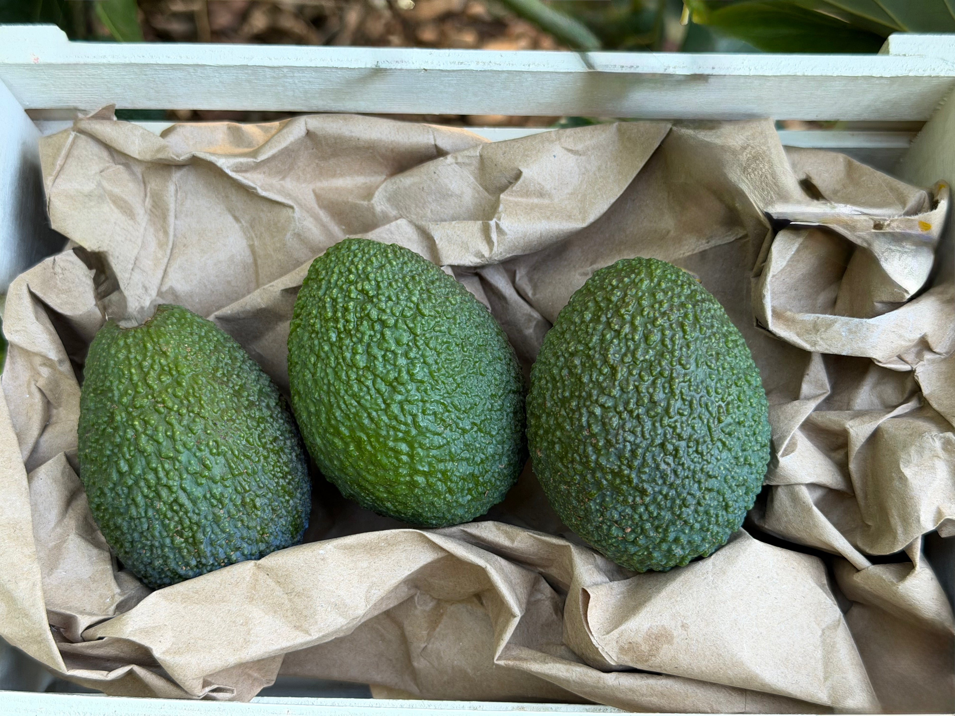 AGUACATES HASS