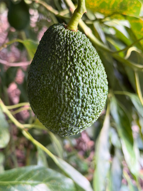 AGUACATES HASS